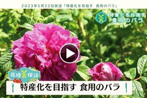 食香バラ摘み体験（今季終了）のフォト 2023年5月にNHK富山放送で紹介されました